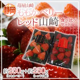 静岡県 ”ももかベリー＋レッド山崎 食べ比べセット” 2pc いちご【予約 2月以降】 送料無料