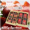 静岡県 ”ももかベリー+レッド山崎 食べ比べセット” 2pc×4セット いちご【予約 2月以降】 送料無料