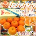 鹿児島産 ”たんかん” 秀品 超大玉4L 9玉 化粧箱入り 約2kg【予約 2月中旬以降】 送料無料