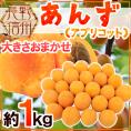 ”長野県 生あんず” 約1kg 大きさおまかせ アプリコット【予約 6月中下旬以降】 送料無料