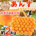 ”長野県 生あんず” 約2kg 大きさおまかせ アプリコット【予約 6月中下旬以降】 送料無料