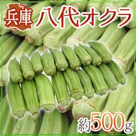 ”兵庫県 八代オクラ” 約500g【予約 8月以降】 送料無料