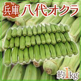 ”兵庫県 八代オクラ” 約1kg【予約 8月以降】 送料無料