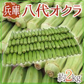 ”兵庫県 八代オクラ” 約2kg【予約 8月以降】 送料無料