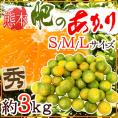 ”熊本産 肥のあかりみかん” 秀品 S/M/Lサイズ 約3kg【予約 9月下旬以降】 送料無料