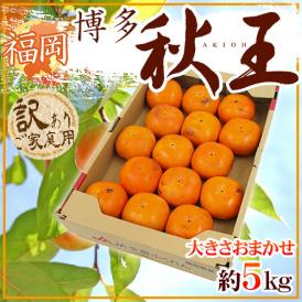福岡県 ”秋王” 訳あり 大きさおまかせ 約5kg 秋王柿【予約 11月以降】 送料無料