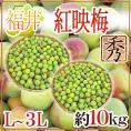 福井産 ”紅映梅” 秀品 L~3L 約10kg【予約 6月以降】 送料無料