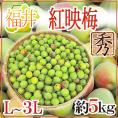 福井産 ”紅映梅” 秀品 L～3L 約5kg【予約 6月以降】 送料無料