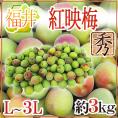 福井産 ”紅映梅” 秀品 L～3L 約3kg【予約 6月以降】 送料無料
