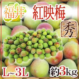 福井産 ”紅映梅” 秀品 L～3L 約3kg【予約 6月以降】 送料無料