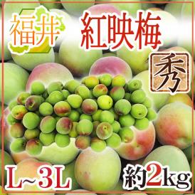 福井産 ”紅映梅” 秀品 L～3L 約2kg【予約 6月以降】 送料無料