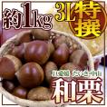 ”愛媛県 JAたいき・中山 和栗” 特撰 超大粒3L 約1kg【予約 9月下旬以降】 送料無料