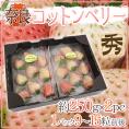 奈良県産 ”白いちご コットンベリー” 2pc（1pcあたり9～15粒前後 約250g）【予約 1月下旬以降】 送料無料
