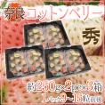奈良県産 ”白いちご コットンベリー” 2pc×《3箱》（1pcあたり9～15粒前後 約250g）【予約 1月下旬以降】 送料無料