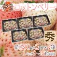 奈良県産 ”白いちご コットンベリー” 2pc×《5箱》（1pcあたり9～15粒前後 約250g）【予約 1月下旬以降】 送料無料