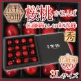 長野 信州 ”桜桃（さくらんぼ）” 佐藤錦もしくは紅秀峰 3L 秀品 16粒 化粧箱 【予約 5月以降】 送料無料