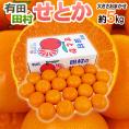 和歌山県 田村産 ”せとか” 秀品 約5kg 大きさおまかせ 産地箱【予約 2月末以降】 送料無料