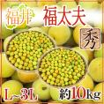 福井産 ”福太夫(ふくだゆう)” 秀品 L~3L 約10kg 梅【予約 5月末以降】 送料無料