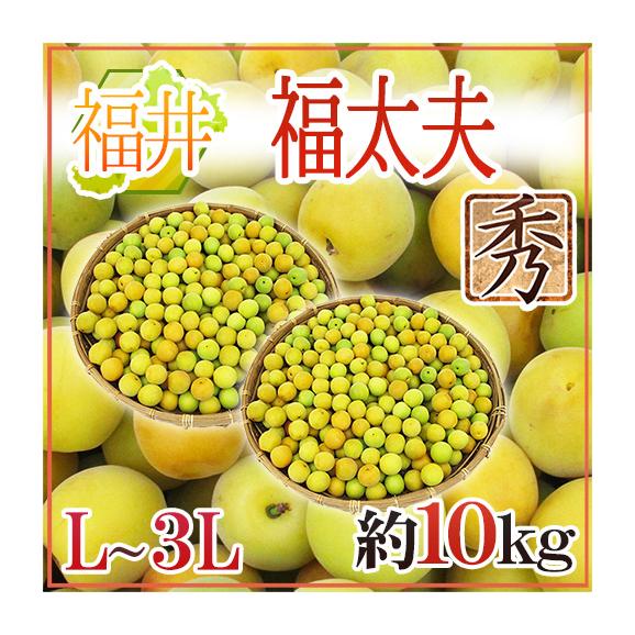 web限定アイテム 福井産 ”福太夫（ふくだゆう）” 秀品 L～3L 約10kg 梅【予約 5 梅