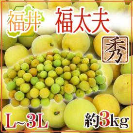 ”福井産 福太夫（ふくだゆう）” 秀品 L～3L 約3kg 梅【予約 5月末以降】 送料無料