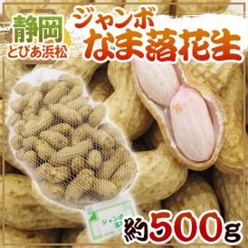 静岡県産 JAとぴあ浜松 ”ジャンボなま落花生（おおまさり）” 約500g【予約 8月中下旬以降】 送料無料