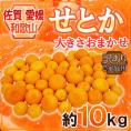 佐賀・愛媛・和歌山産 ”せとか” 訳あり 約10kg 大きさおまかせ【予約 1月下旬以降】 送料無料