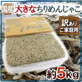 国産 ”大きなちりめんじゃこ” 訳あり 約5kg かえりちりめん 送料無料