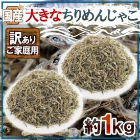 国産 ”大きなちりめんじゃこ” 訳あり 約1kg かえりちりめん 送料無料