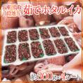 兵庫・鳥取・山陰地方 ”茹でホタルイカ” 約300g×4シート 【予約 入荷次第発送】 送料無料