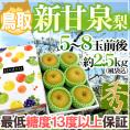 鳥取産 &rdquo;新甘泉（しんかんせん）梨&rdquo; 秀品 大玉5〜8玉前後 風袋込約2.5kg 化粧箱【予約 8月下旬以降】 送料無料