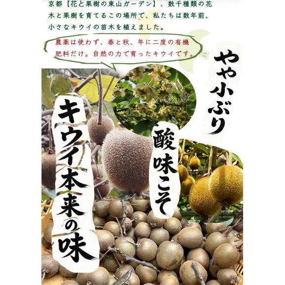 自家製キウイジャム2本セット(140gx2)　手作りジャム　国産　自家製　ギフト　贈り物　プレセント　健康　人気03