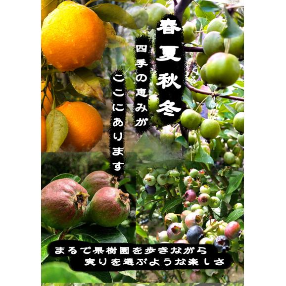 自家製ジャム選べる3本セット(140gx3) 手作りジャム 国産 ギフト 贈り物 プレセント 健康 人気02