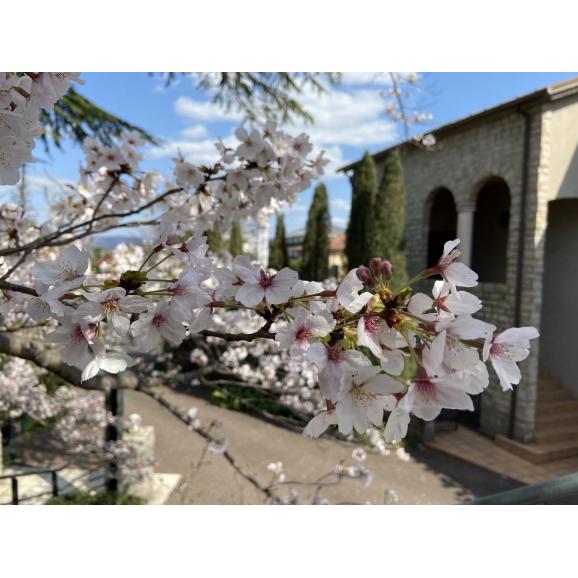 【大和郡山 国産純粋はちみつ】　 百花蜜300ｇ　2本セット（化粧箱入り）03