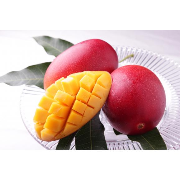 【母の日ギフト】太陽のタマゴ 4L&times;2玉 化粧箱入り 宮崎県産 完熟マンゴー03