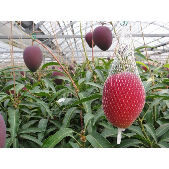 【母の日ギフト】太陽のタマゴ 4L&times;2玉 化粧箱入り 宮崎県産 完熟マンゴー06