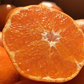 石丸農園産甘平（サイズ無選別）4.5キロ