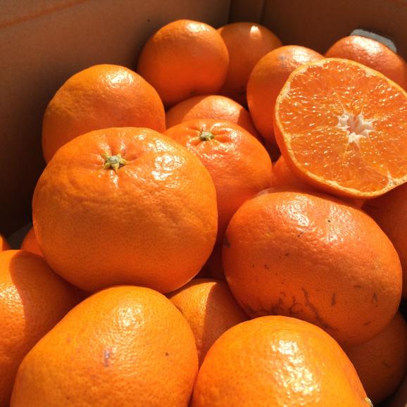 石丸農園産甘平（サイズ無選別）4.5キロ02