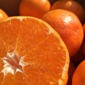 石丸農園産甘平（サイズ無選別）2.5キロ