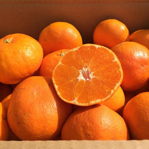 石丸農園産甘平（サイズ無選別）2.5キロ02