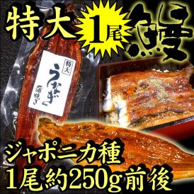 鰻蒲焼　特大サイズ １尾【タレ別売】(特大の約250ｇ）