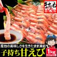 【福井越前産】お刺身用 子持ち甘えび 1kg(500g×2) 約70尾-80尾 酸化防止剤.添加物不使用【子持ち甘エビ/甘えび/甘海老/ギフト/送料無料/ますよね】