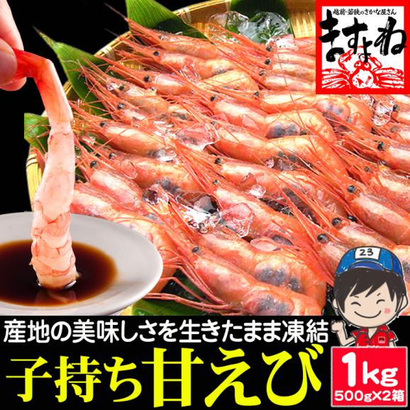 【福井越前産】お刺身用 子持ち甘えび 1kg(500g&times;2) 約70尾-80尾 酸化防止剤.添加物不使用【子持ち甘エビ/甘えび/甘海老/ギフト/送料無料/ますよね】01