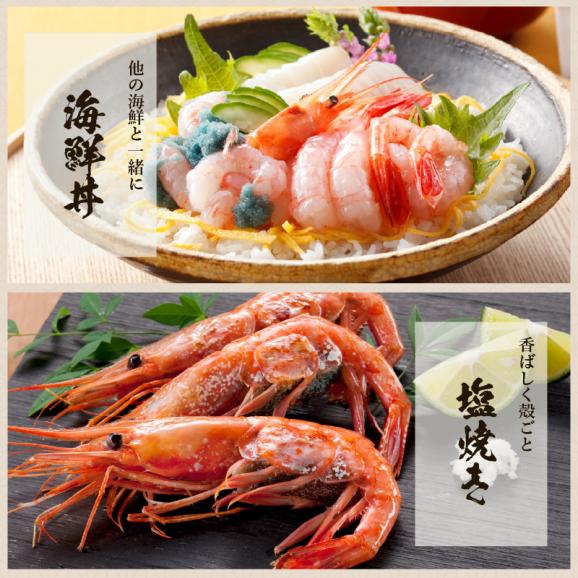 【メガ盛り1kg】酸化防止剤.添加物不使用【日本海産】お刺身用 子持ち甘えび(500g×2)約70尾-80尾【家飲み/子持ち甘エビ/甘えび/甘海老/ギフト/送料無料/ますよね】05