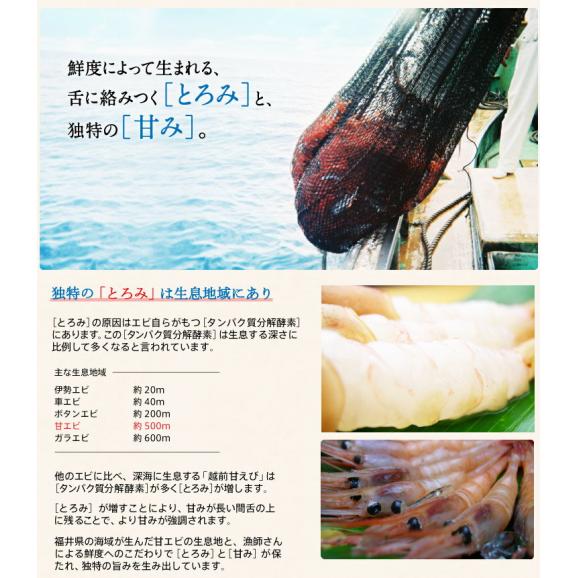 【メガ盛り1kg】酸化防止剤.添加物不使用【福井県越前産】お刺身用 子なし甘エビ (500g×2)約80尾(訳ありサイズ不揃い)【ギフト/甘えび/甘海老/送料無料/ますよね】02