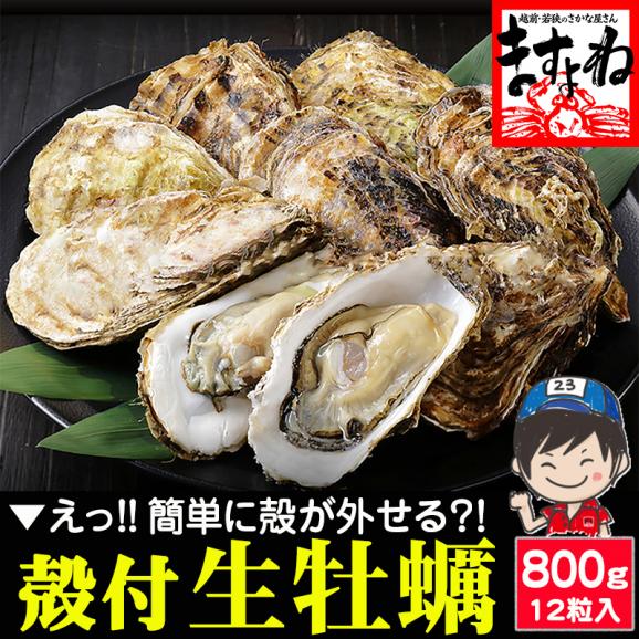【生食OK】広島県産 殻付き牡蠣 800g前後(約12粒入)※高圧処理済みで簡単殻むき【送料無料/貝/かき/カキ/生牡蠣/生かき/生ガキ/ギフト/お中元/BBQ/ますよね】01