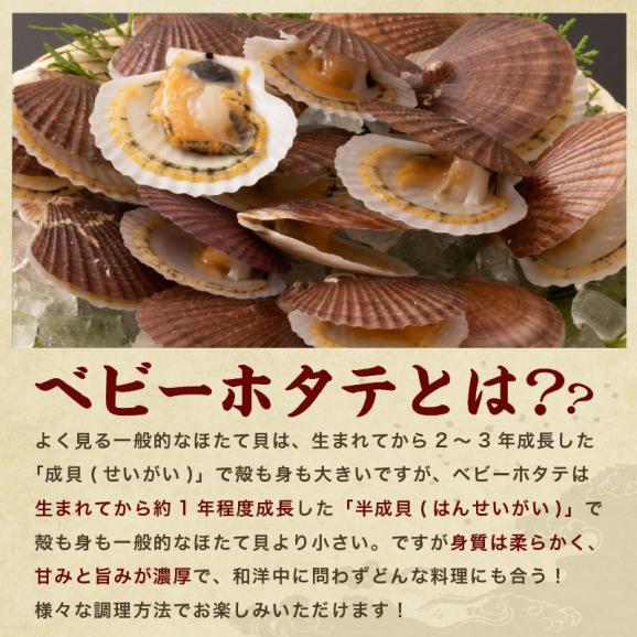 青森県 陸奥湾産 ボイル ベビーホタテ 大粒2L(解凍後生食OK) 1kg(61～80粒)【BBQ/貝/ほたて/帆立/ほたて貝/ギフト/送料無料/ますよね】03