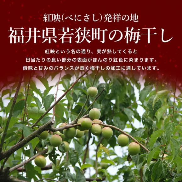 [訳あり] 無添加 つぶれ福井梅干し しそ味 900g(450g&times;2パック)【送料無料/シソ/うめぼし/ウメボシ/つぶれ梅/ますよね】03