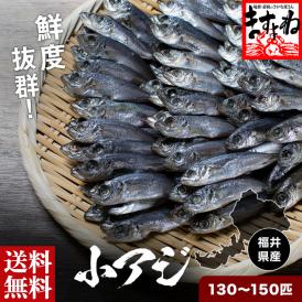 福井県産の鮮度抜群小アジ！小ぶりなサイズで色々な調理に手軽に使える！