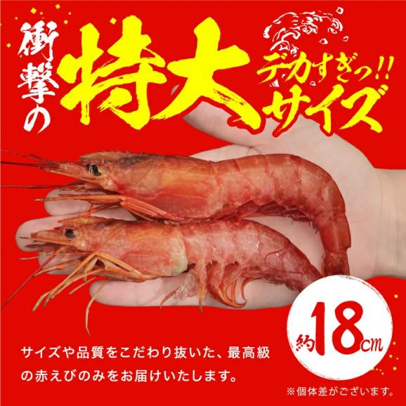 メガ盛★特大天然赤えび たっぷり2kg 約50～60尾入り (大型サイズ)【エビ/海老/赤エビ/赤海老/天ぷら/エビフライ/父の日/ギフト/送料無料/ますよね】03