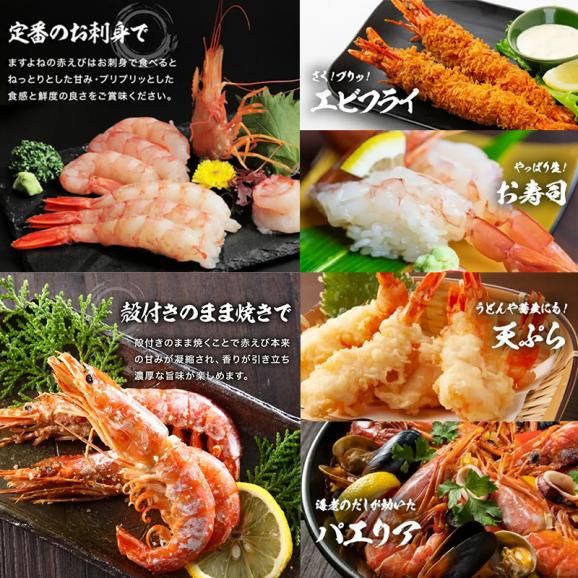 メガ盛★特大天然赤えび たっぷり2kg 約50～60尾入り (大型サイズ)【エビ/海老/赤エビ/赤海老/天ぷら/エビフライ/父の日/ギフト/送料無料/ますよね】05
